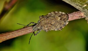 黒ずみや臭いを解消する角質クリアクリームの効果は？