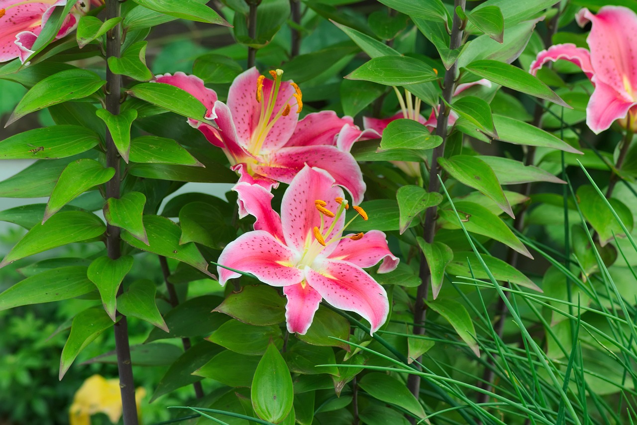 VIOの臭いと黒ずみを安く対策する方法は？