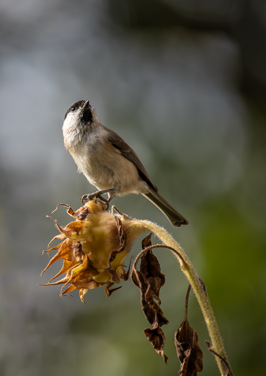 男性の乳首の黒ずみを改善する方法は？